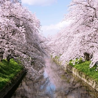Japanese,Cherry,Tree,And,River